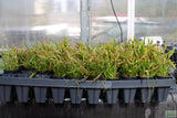 Echinodorus Tenellus_Sword_Aquarium plant for sale
