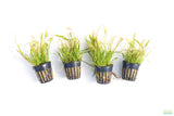 Echinodorus Tenellus_Sword_Aquarium plant for sale