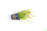 Echinodorus Tenellus_Sword_Aquarium plant for sale