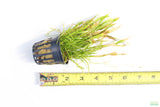 Echinodorus Tenellus_Sword_Aquarium plant for sale