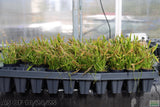 Echinodorus Tenellus_Sword_Aquarium plant for sale
