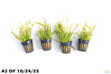 Echinodorus Tenellus_Sword_Aquarium plant for sale