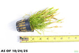 Echinodorus Tenellus_Sword_Aquarium plant for sale