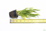 Echinodorus Tenellus_Sword_Aquarium plant for sale