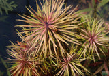 Eustralis Stellata -Purple ....WILD Aquarium Plant