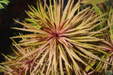Eustralis Stellata -Purple ....WILD Aquarium Plant