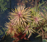 Eustralis Stellata -Purple ....WILD Aquarium Plant