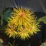 Eustralis Stellata -Purple ....WILD Aquarium Plant
