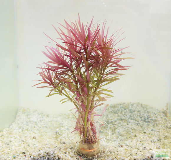 Eustralis Stellata_Very strong, very purple_wild aquarium plant_aquarium plants for sale