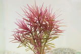Eustralis Stellata_Very strong, very purple_wild aquarium plant_aquarium plants for sale