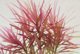 Eustralis Stellata_Very strong, very purple_wild aquarium plant_aquarium plants for sale