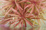 Eustralis Stellata_Very strong, very purple_wild aquarium plant_aquarium plants for sale