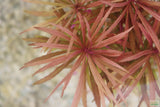 Eustralis Stellata_Very strong, very purple_wild aquarium plant_aquarium plants for sale