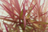 Eustralis Stellata_Very strong, very purple_wild aquarium plant_aquarium plants for sale