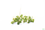 Frog bit_Perfect floater_floating aquarium plant_aquarium plants for sale
