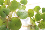 Frog bit_Perfect floater_floating aquarium plant_aquarium plants for sale