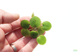 Frog bit_Perfect floater_floating aquarium plant_aquarium plants for sale