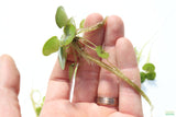 Frog bit_Perfect floater_floating aquarium plant_aquarium plants for sale