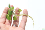 Frog bit_Perfect floater_floating aquarium plant_aquarium plants for sale