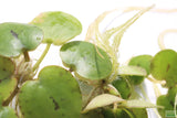 Frog bit_Perfect floater_floating aquarium plant_aquarium plants for sale
