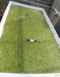 Frog bit_Perfect floater_floating aquarium plant_aquarium plants for sale
