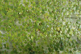 Frog bit_Perfect floater_floating aquarium plant_aquarium plants for sale