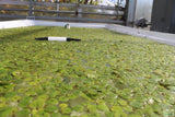 Frog bit_Perfect floater_floating aquarium plant_aquarium plants for sale