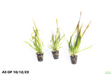 Giant Jungle Val_Vallisneria Americana_Aquarium plant for sale_aquarium plants for sale