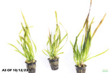 Giant Jungle Val_Vallisneria Americana_Aquarium plant for sale_aquarium plants for sale