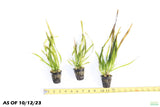 Giant Jungle Val_Vallisneria Americana_Aquarium plant for sale_aquarium plants for sale