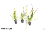 Giant Jungle Val_Vallisneria Americana_Aquarium plant for sale_aquarium plants for sale