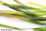 Giant Jungle Val_Vallisneria Americana_Aquarium plant for sale_aquarium plants for sale