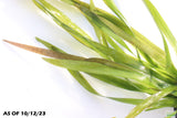 Giant Jungle Val_Vallisneria Americana_Aquarium plant for sale_aquarium plants for sale