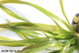 Giant Jungle Val_Vallisneria Americana_Aquarium plant for sale_aquarium plants for sale