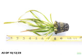 Giant Jungle Val_Vallisneria Americana_Aquarium plant for sale_aquarium plants for sale