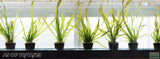 Giant Jungle Val_Vallisneria Americana_Aquarium plant for sale_aquarium plants for sale