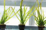 Giant Jungle Val_Vallisneria Americana_Aquarium plant for sale_aquarium plants for sale