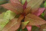 Hygrophila Compact_Hygrophila corymbosa compacta_Super easy low light foreground aquarium plant for sale