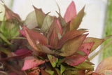 Hygrophila Corymbosa 'Compacta' POTTED (Super Easy Low Light Foreground Aquarium Plant)
