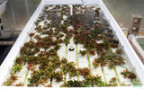 Hygrophila Compact_Hygrophila corymbosa compacta_Super easy low light foreground aquarium plant for sale