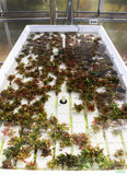 Hygrophila Compact_Hygrophila corymbosa compacta_Super easy low light foreground aquarium plant for sale