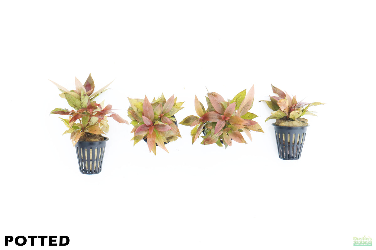 Hygrophila Corymbosa 'Compacta' POTTED (Super Easy Low Light Foregroun –  DustinsFishtanks