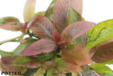 Hygrophila Corymbosa Compacta_super easy low light foreground aquarium plant_aquarium plants for sale