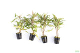 HYGROPHILA PINNATIFIDA_Aquarium Plant for sale