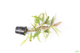 HYGROPHILA PINNATIFIDA_Aquarium Plant for sale