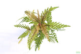 HYGROPHILA PINNATIFIDA_Aquarium Plant for sale