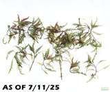 HYGROPHILA PINNATIFIDA_Aquarium Plant for sale