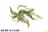 HYGROPHILA PINNATIFIDA_Aquarium Plant for sale