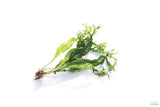 Java Fern Windelov_Aquarium Plant For Sale