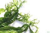 Java Fern Windelov_Aquarium Plant For Sale